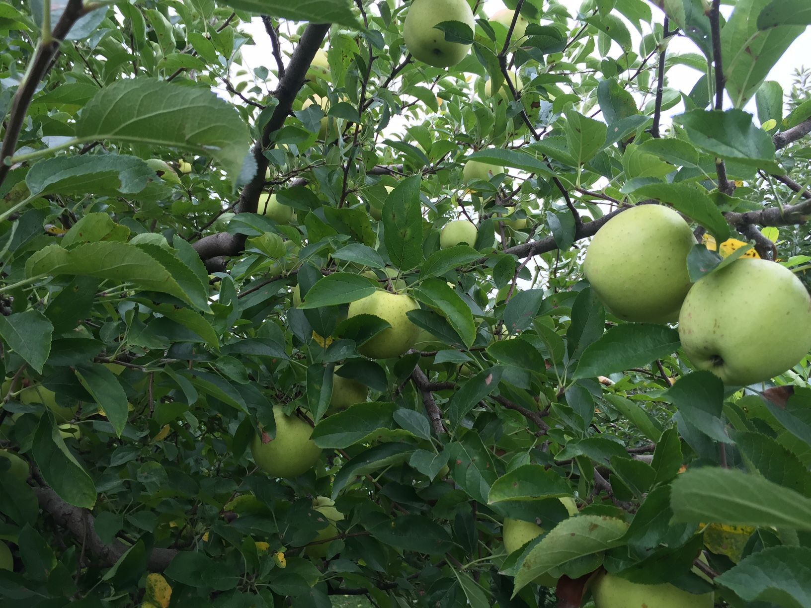Williams Orchards